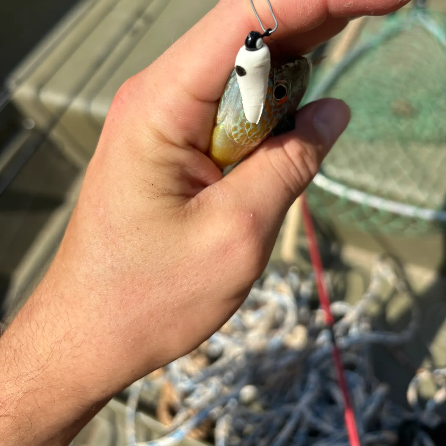 Longear sunfish caught on Fishbrain