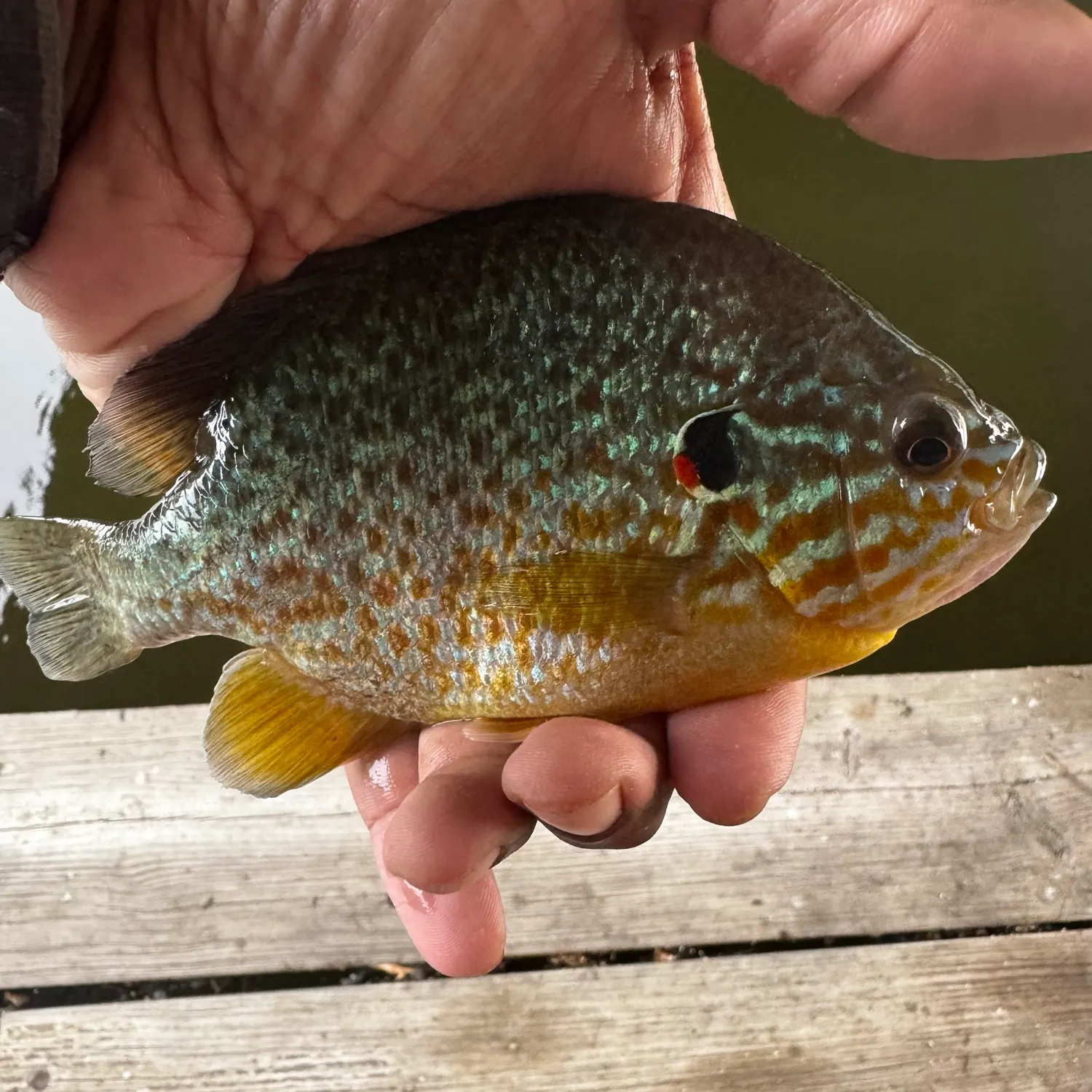 Pumpkinseed caught on Fishbrain