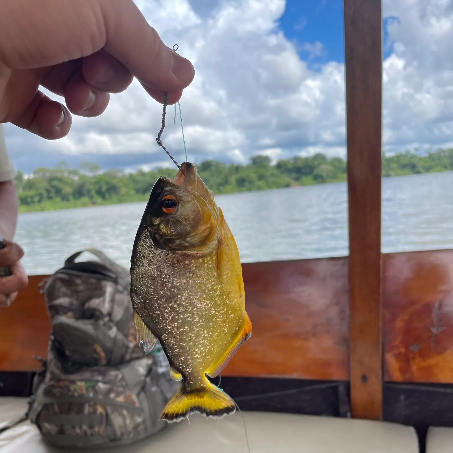 The most recent Small-scaled pacu catches on Fishbrain