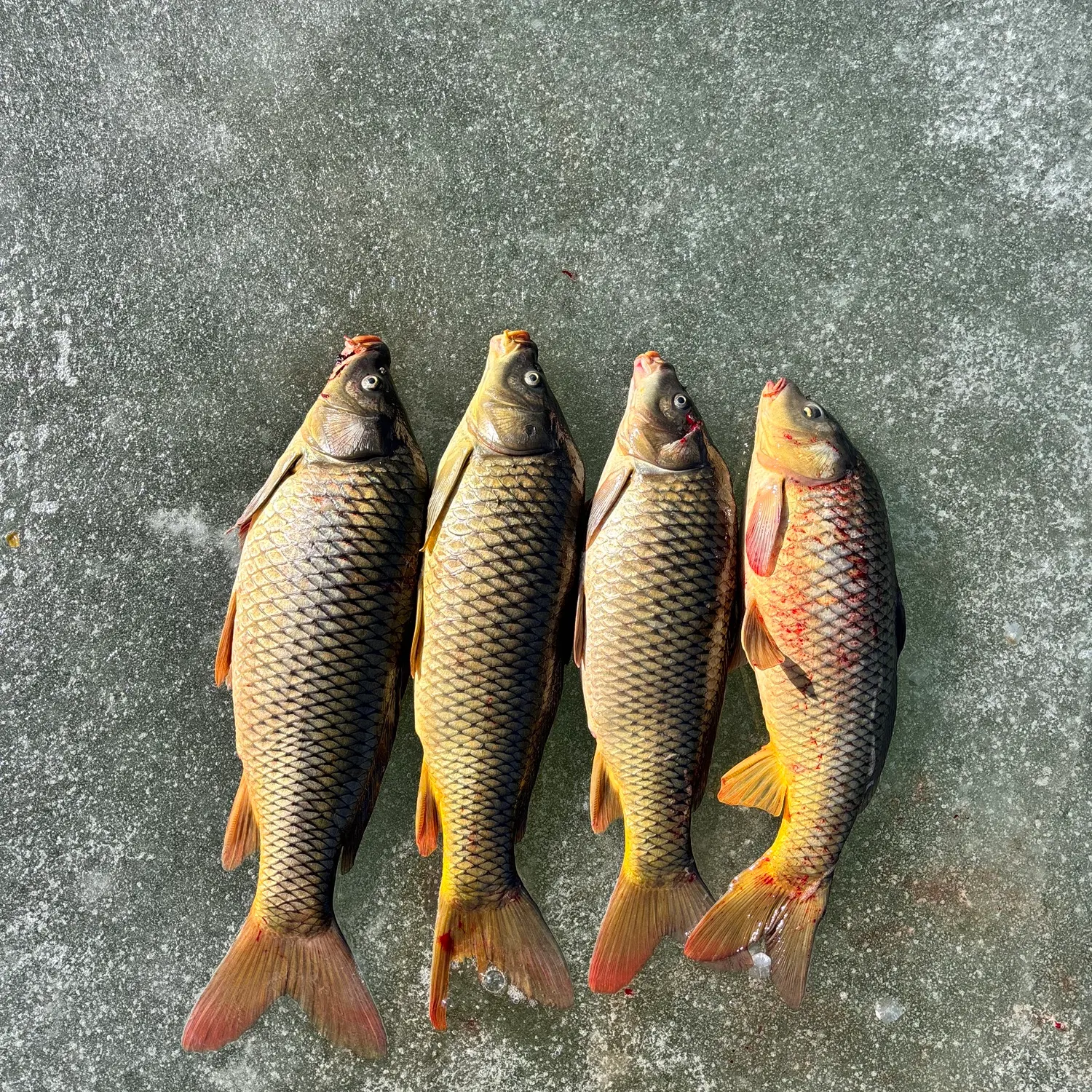 recently logged catches