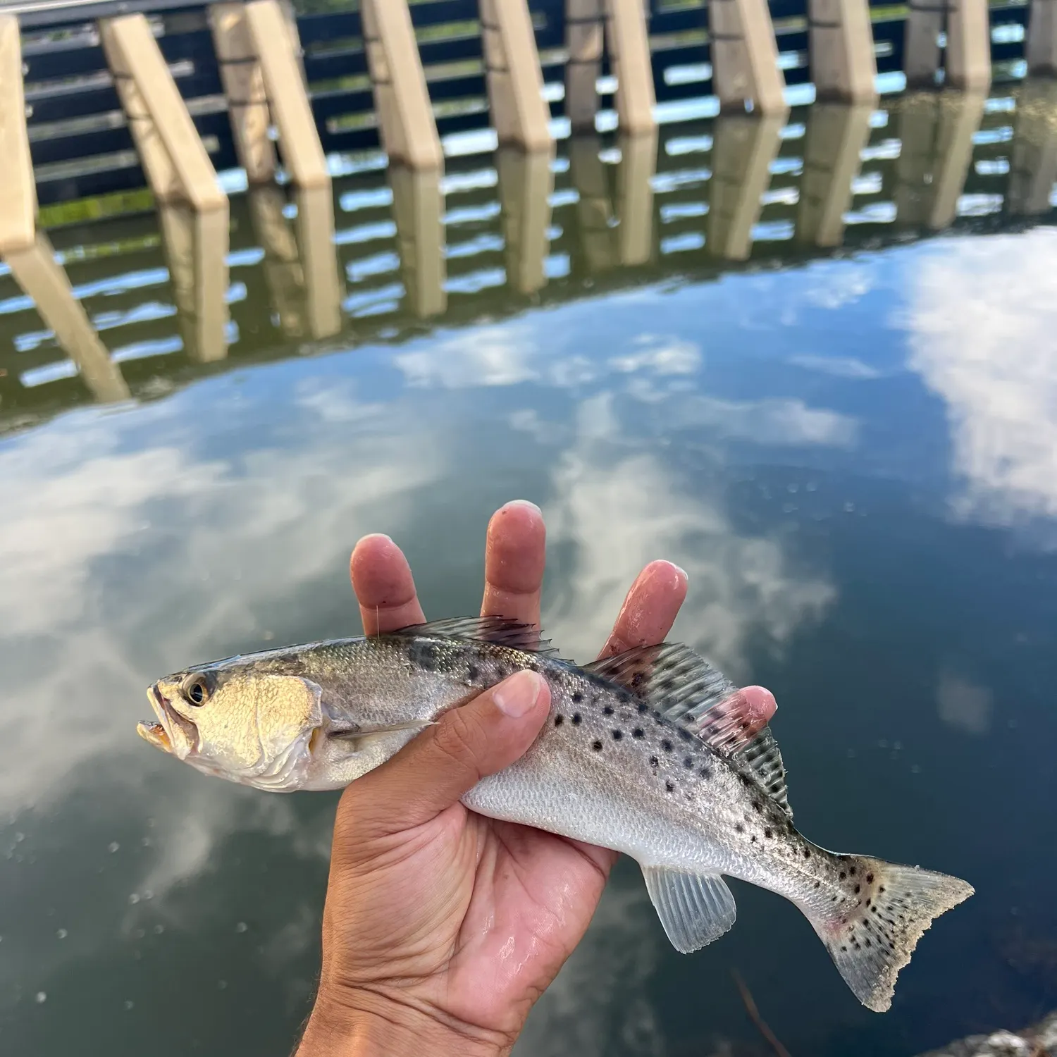 Spotted seatrout caught on Fishbrain