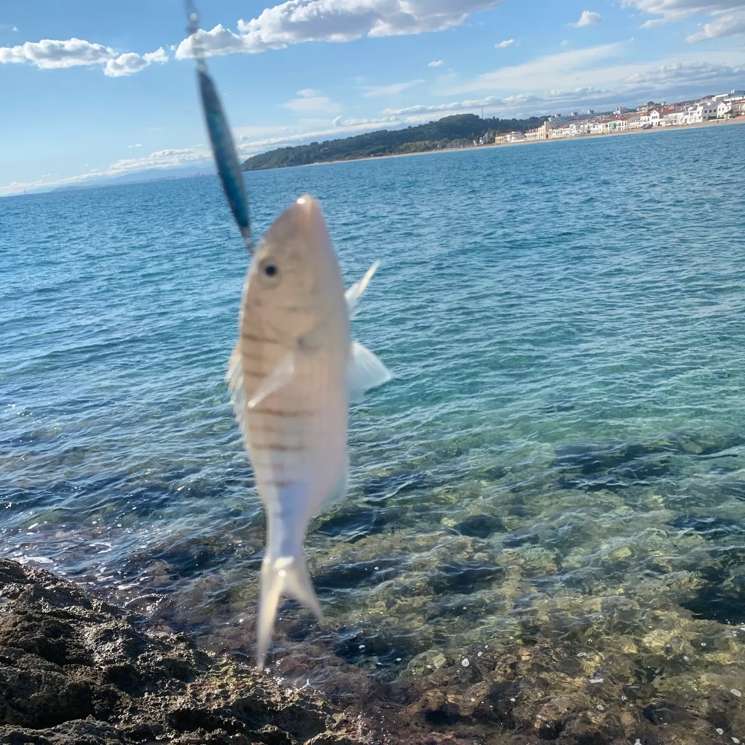 The most recent Striped seabream catches on Fishbrain