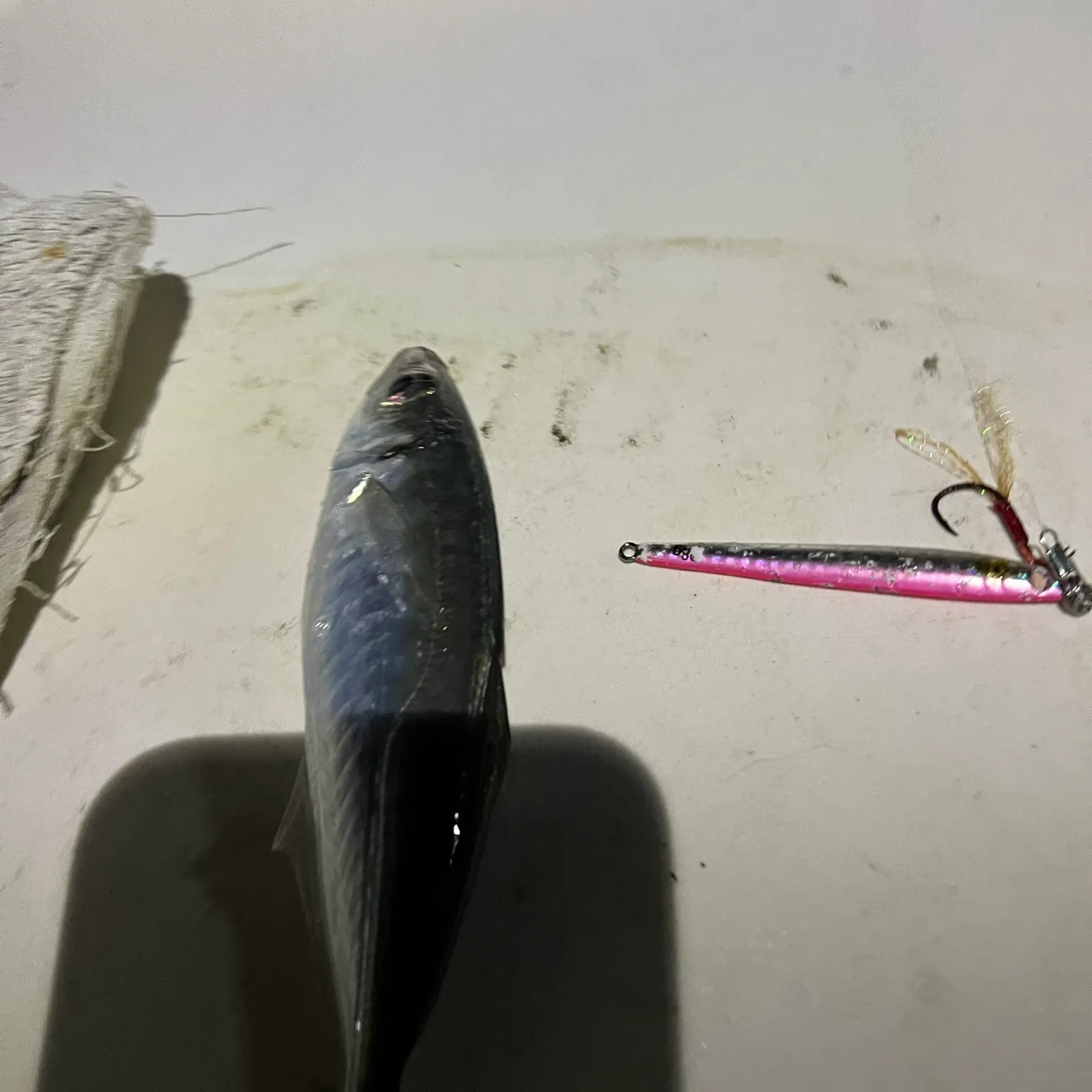The most recent Mediterranean horse mackerel catches on Fishbrain