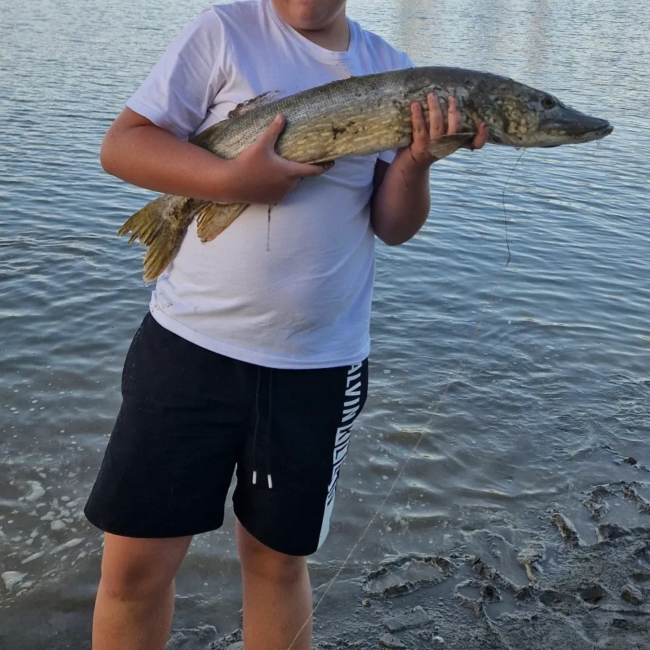 Northern pike caught on Fishbrain