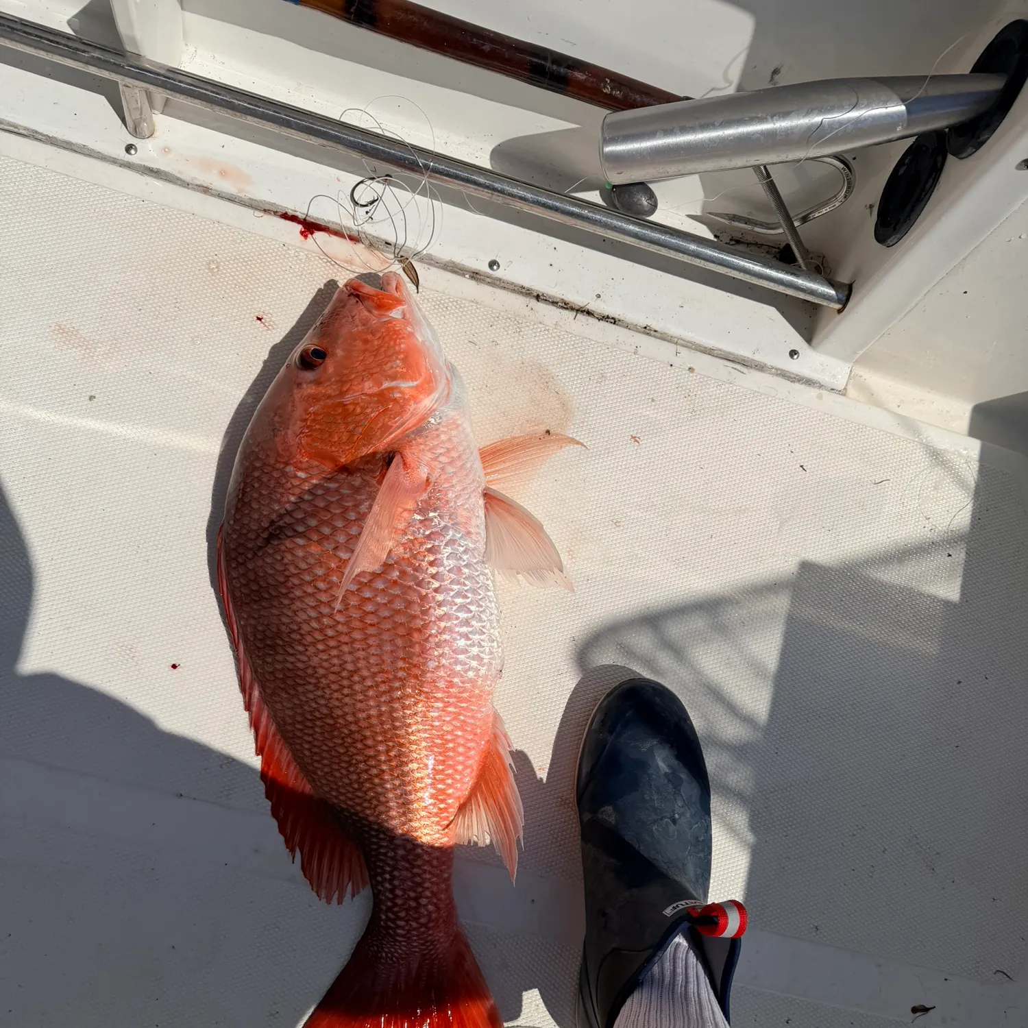 The most recent Northern red snapper catches on Fishbrain