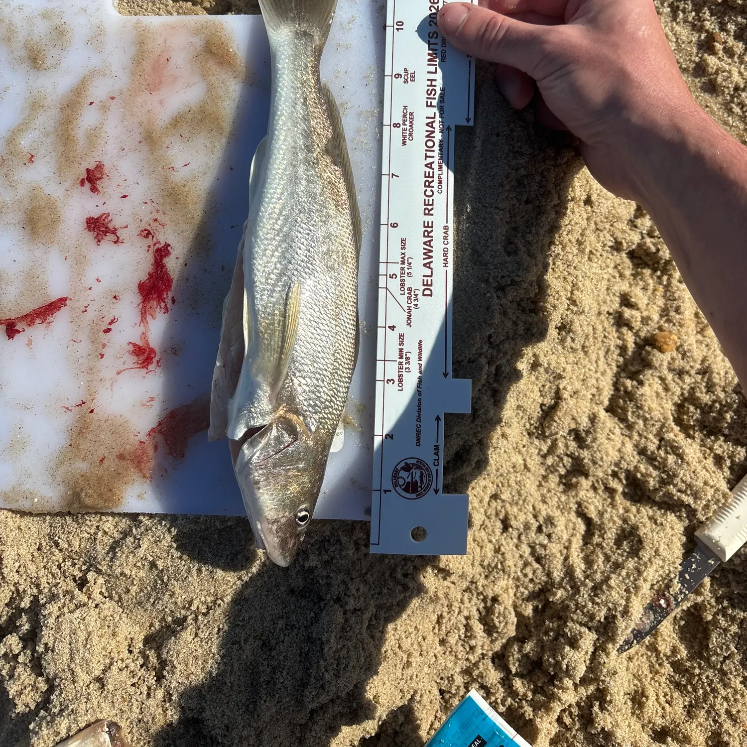 Northern kingcroaker caught on Fishbrain