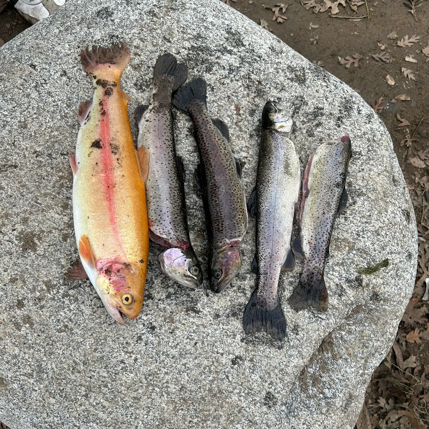 recently logged catches