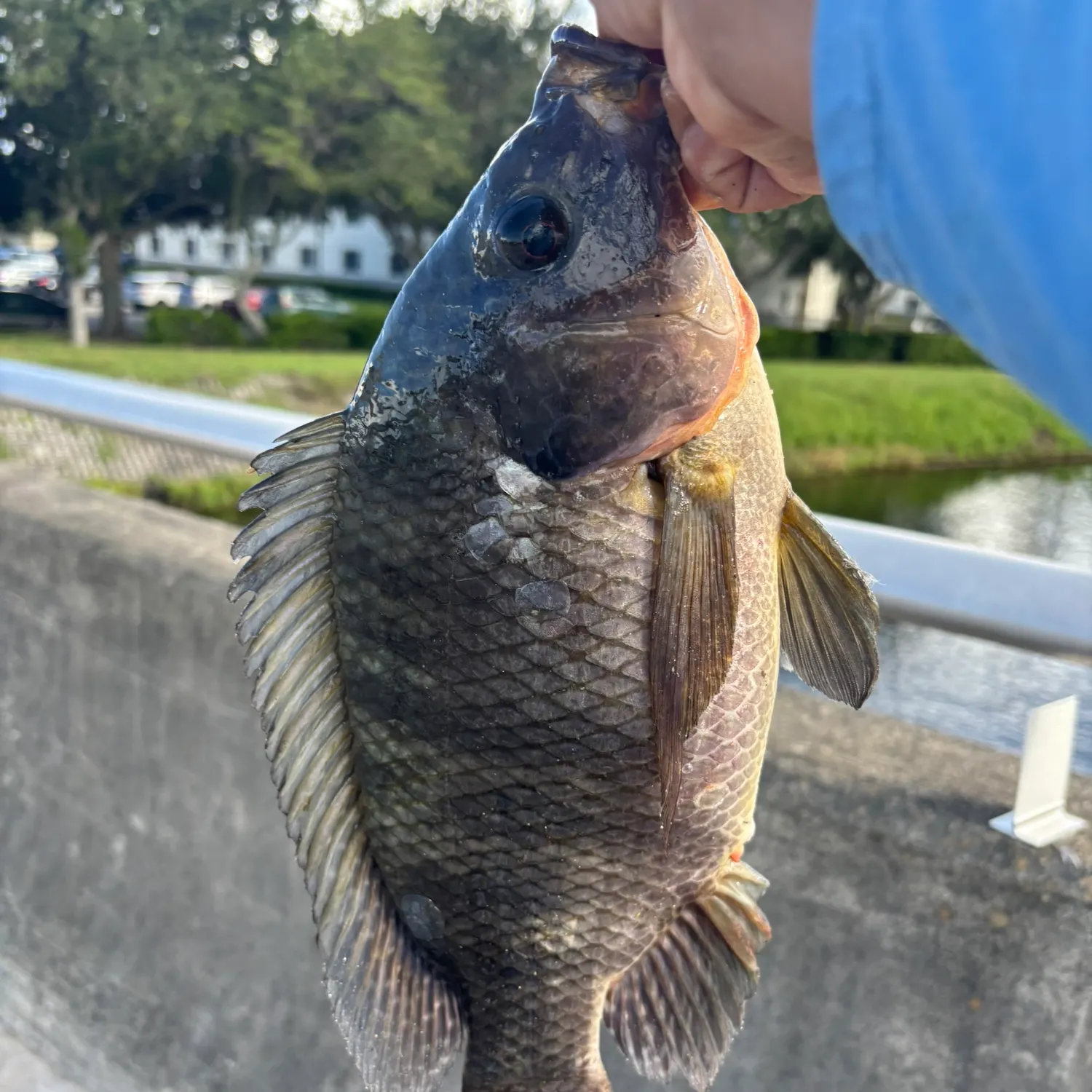 Blue tilapia caught on Fishbrain