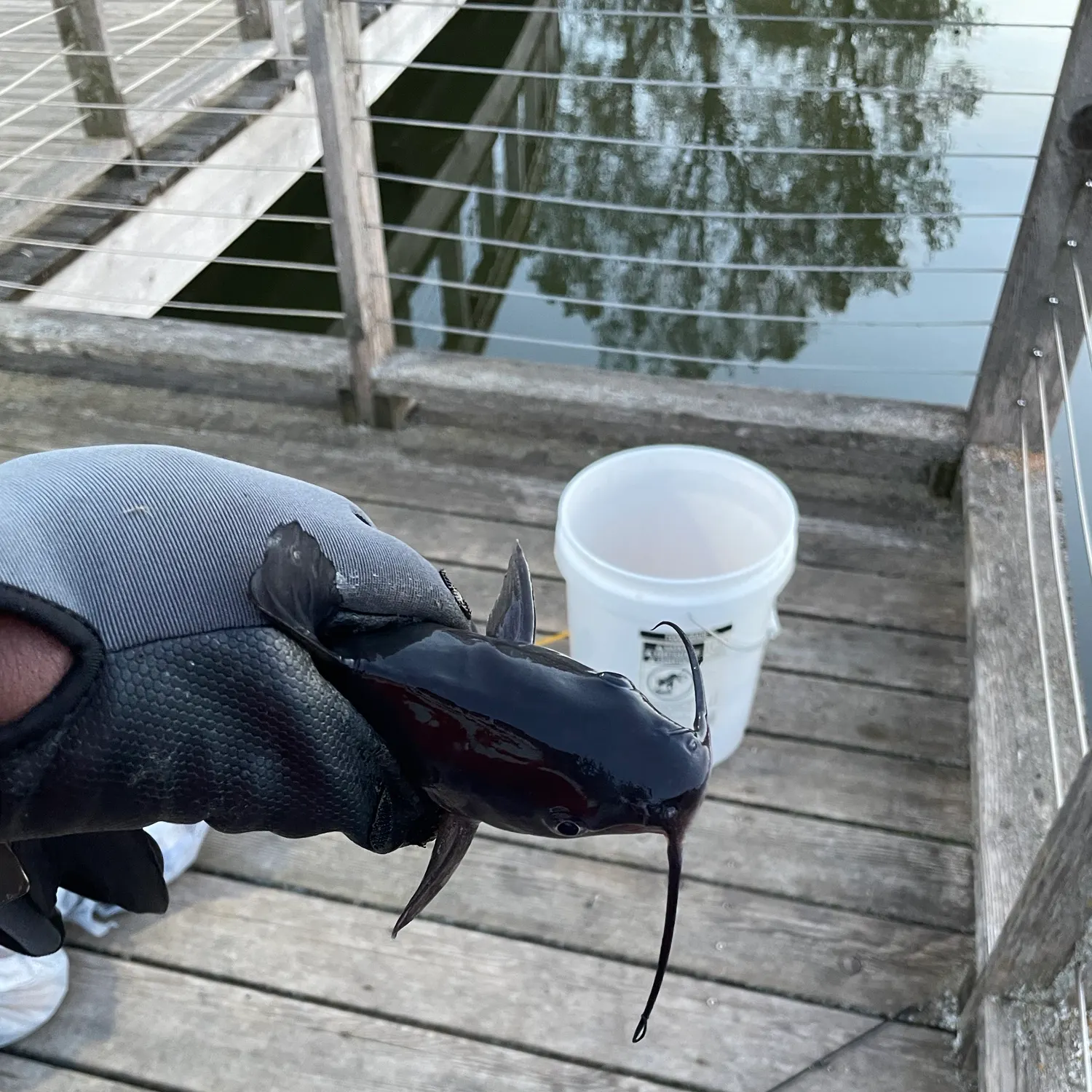 Channel catfish caught on Fishbrain