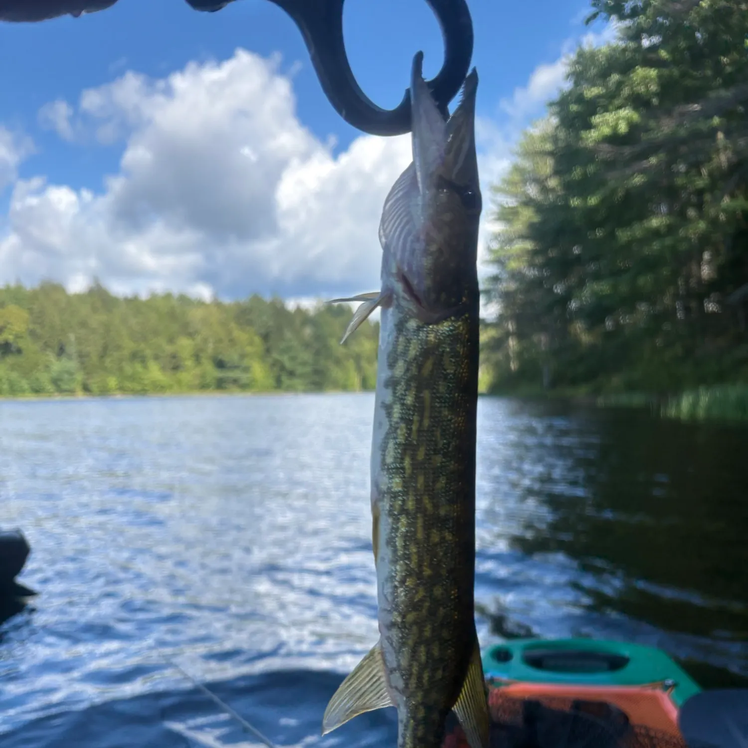Chain pickerel caught on Fishbrain