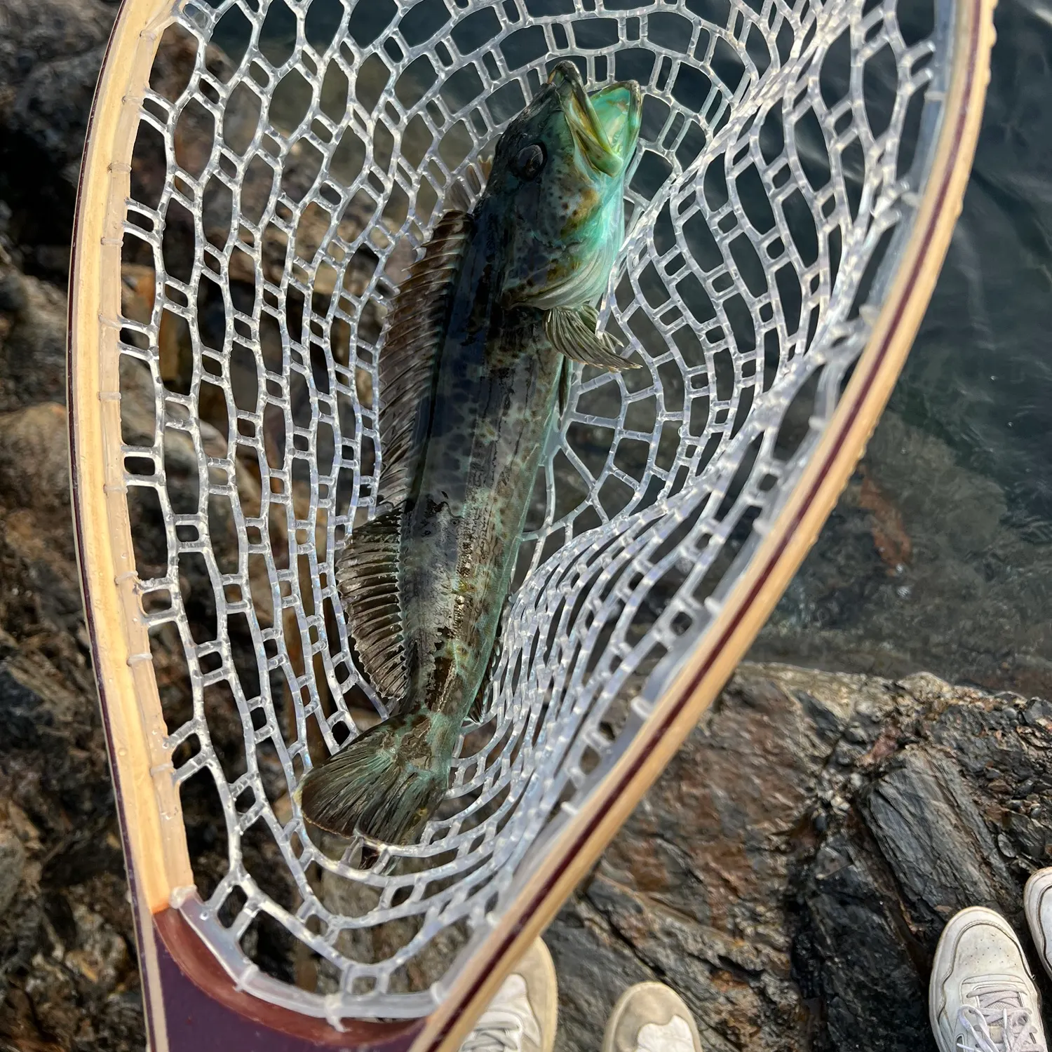 Lingcod caught on Fishbrain