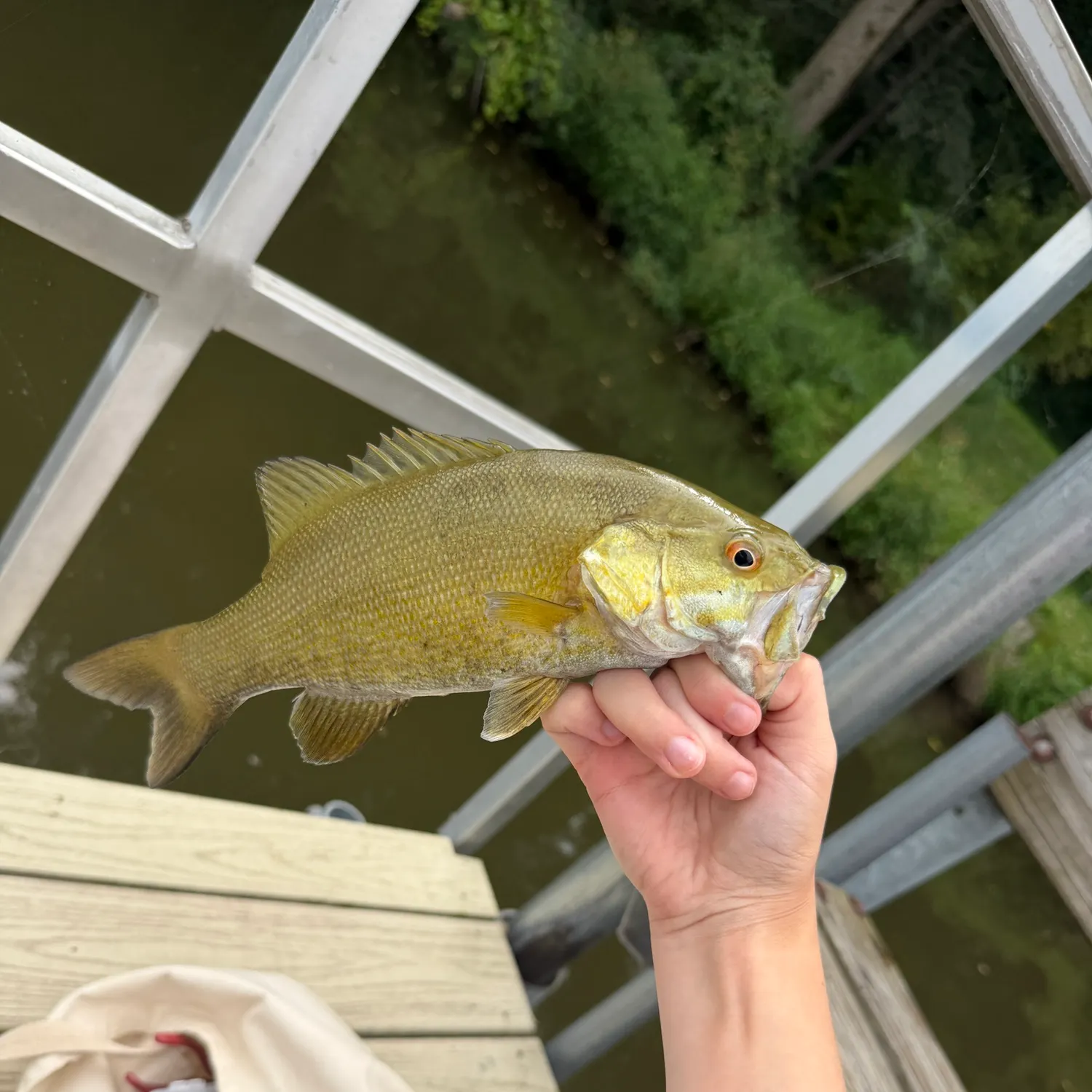 Smallmouth bass caught on Fishbrain
