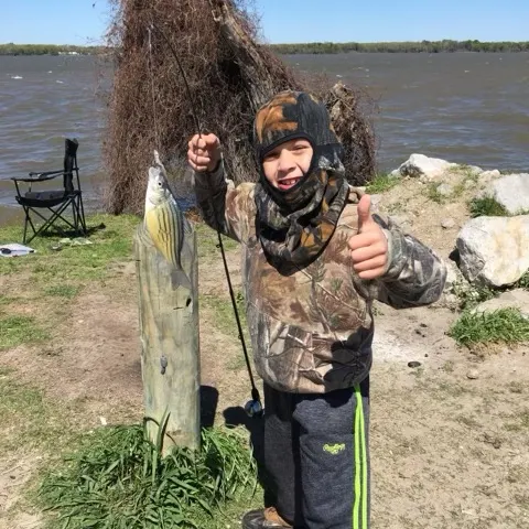 The most recent Yellow bass catches on Fishbrain
