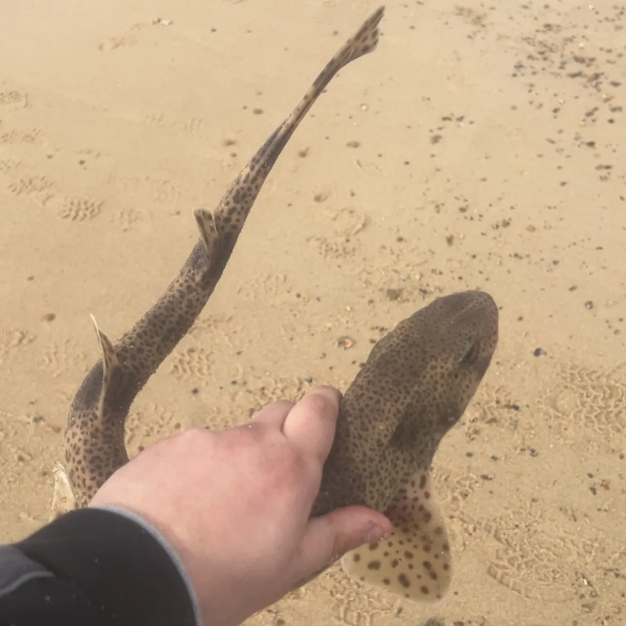 The most recent Lesser spotted dogfish catches on Fishbrain