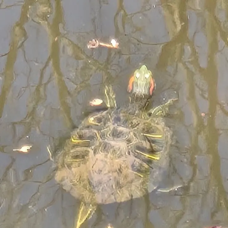 The most recent Australian swamp eel catches on Fishbrain