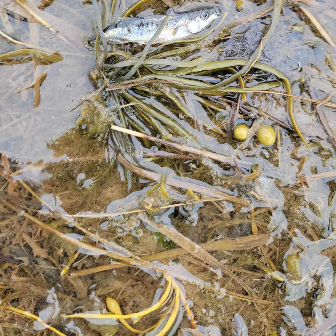 The most recent Three-spined stickleback catches on Fishbrain