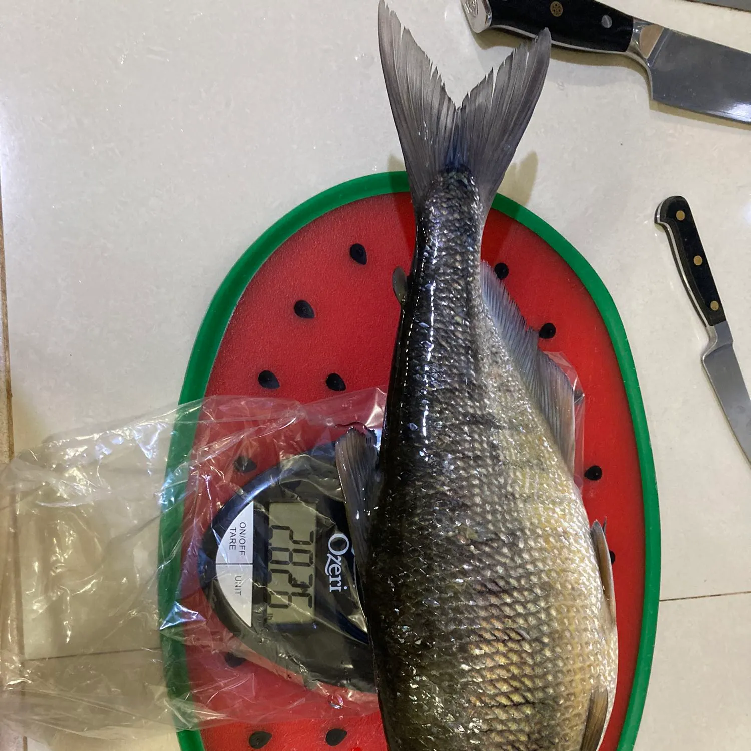 recently logged catches