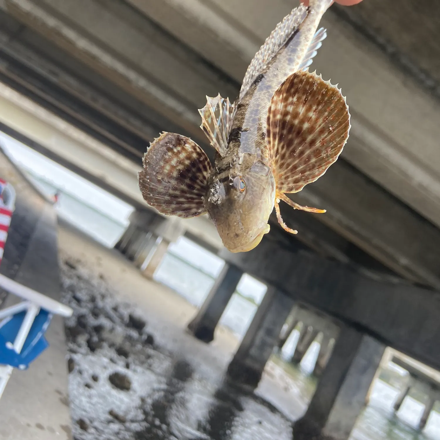 The most recent Northern searobin catches on Fishbrain