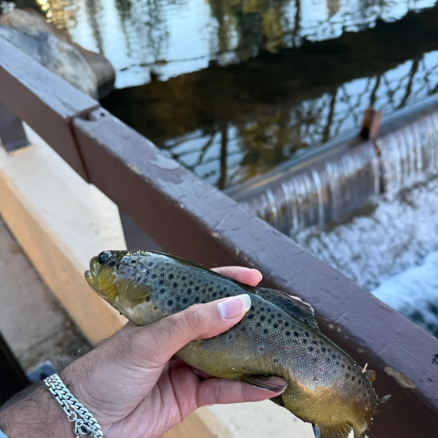 Brown trout caught on Fishbrain