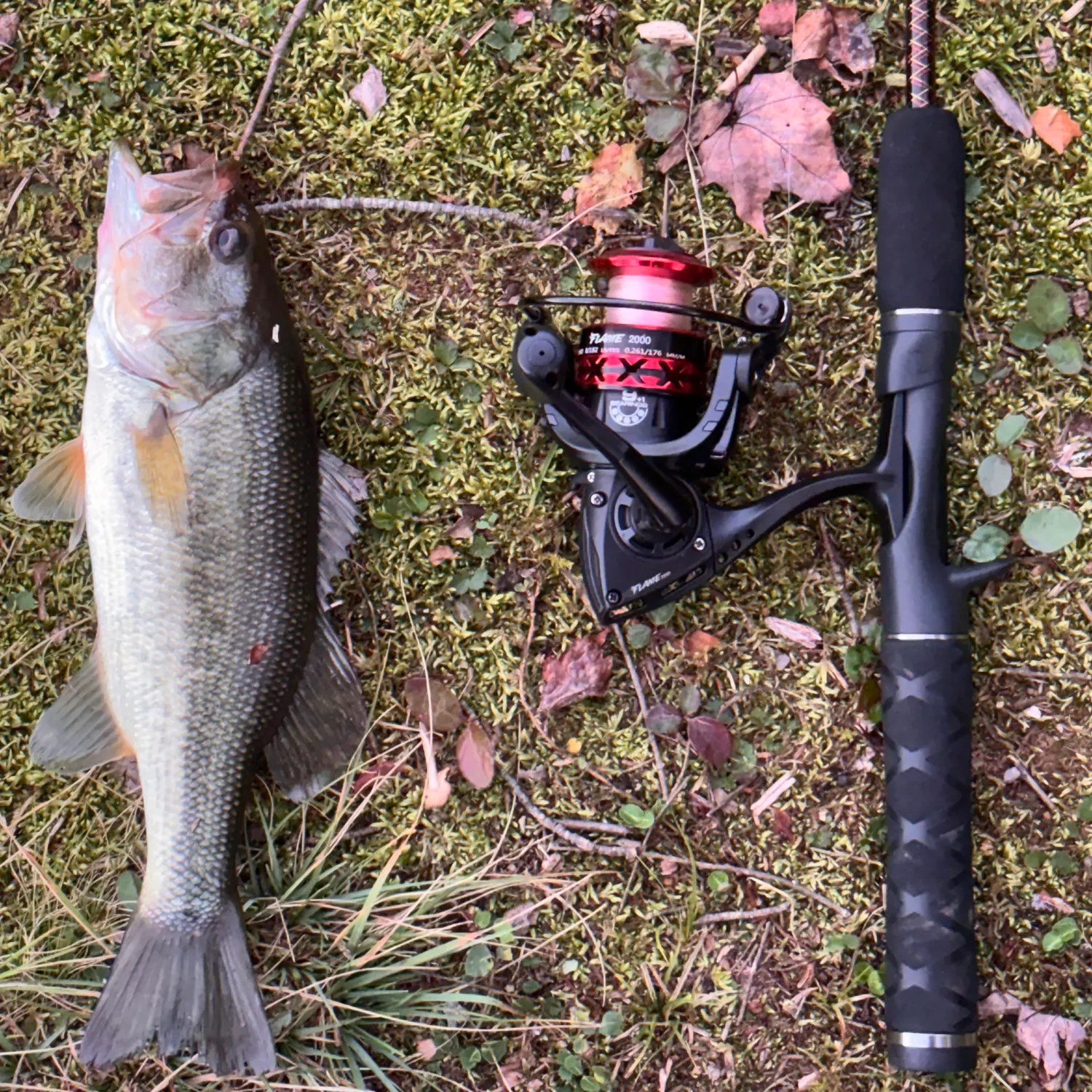 Largemouth bass caught on Fishbrain