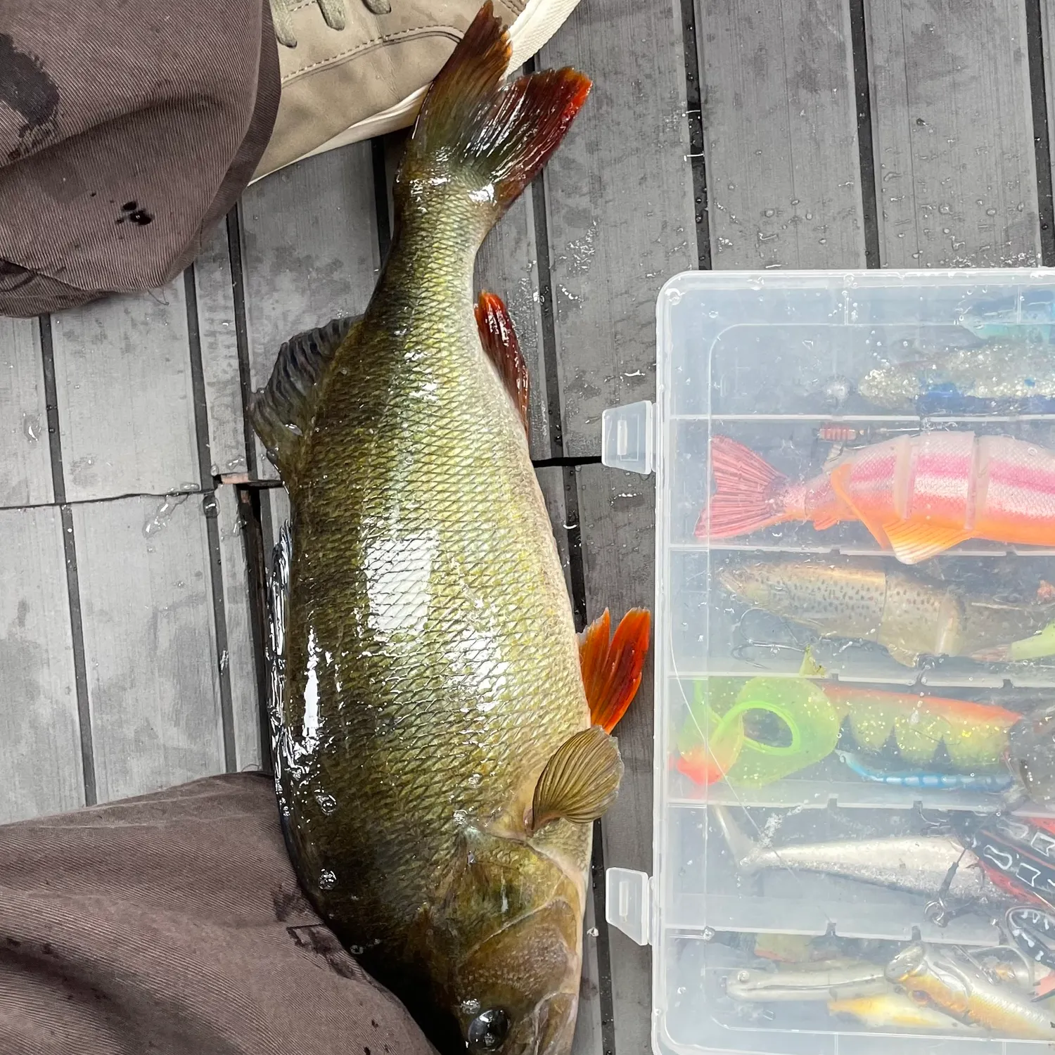 European perch caught on Fishbrain