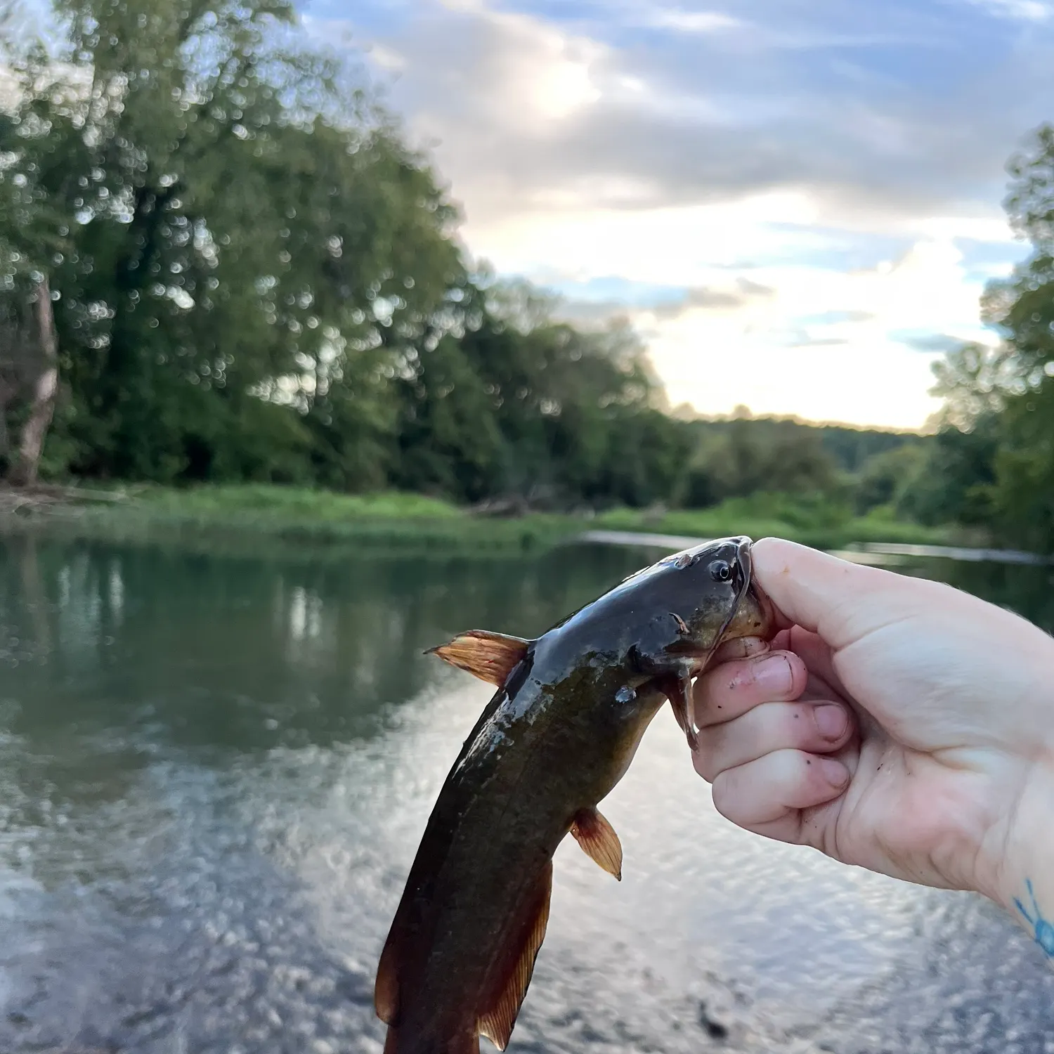 Black bullhead caught on Fishbrain