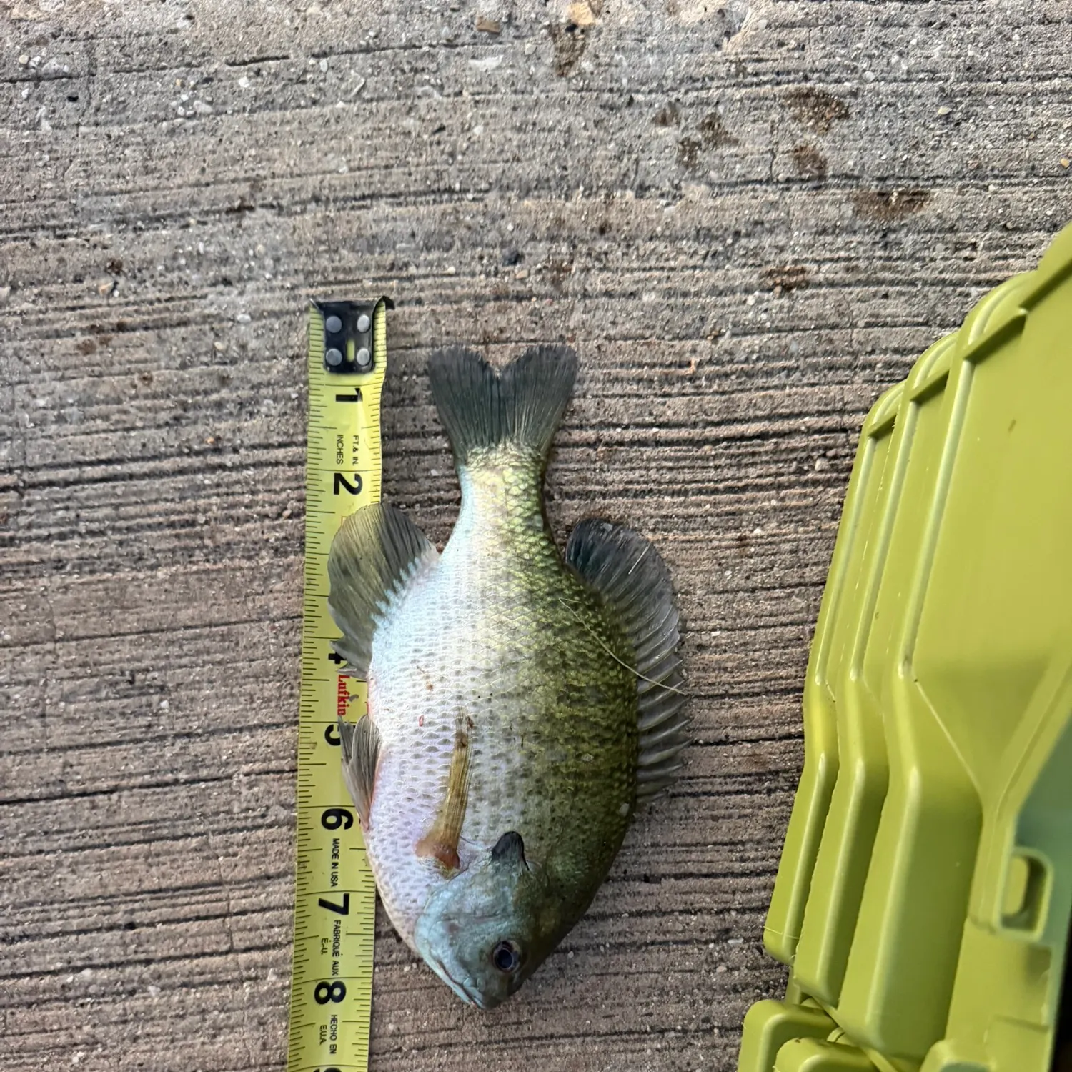 Bluegill caught on Fishbrain