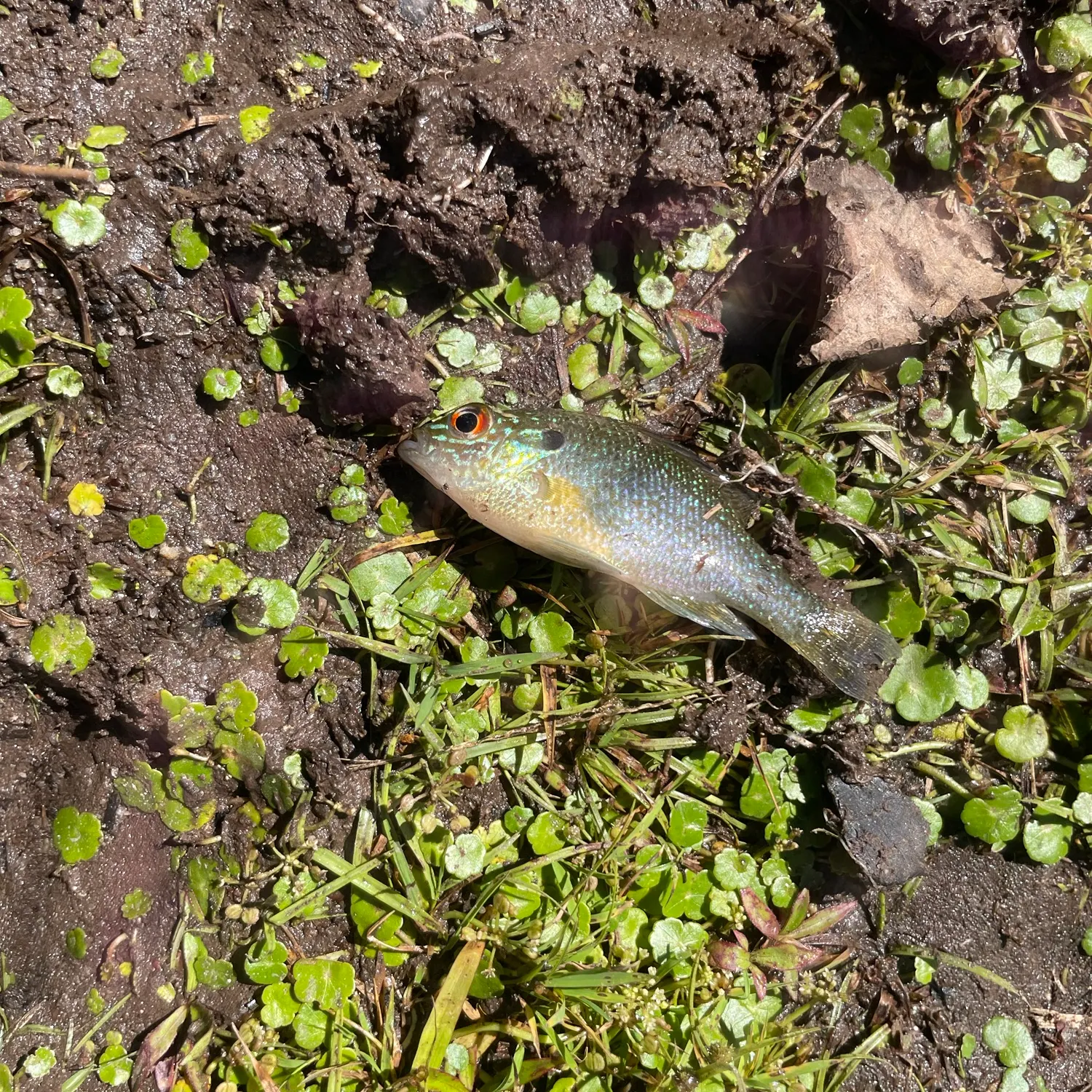 Bluegill caught on Fishbrain