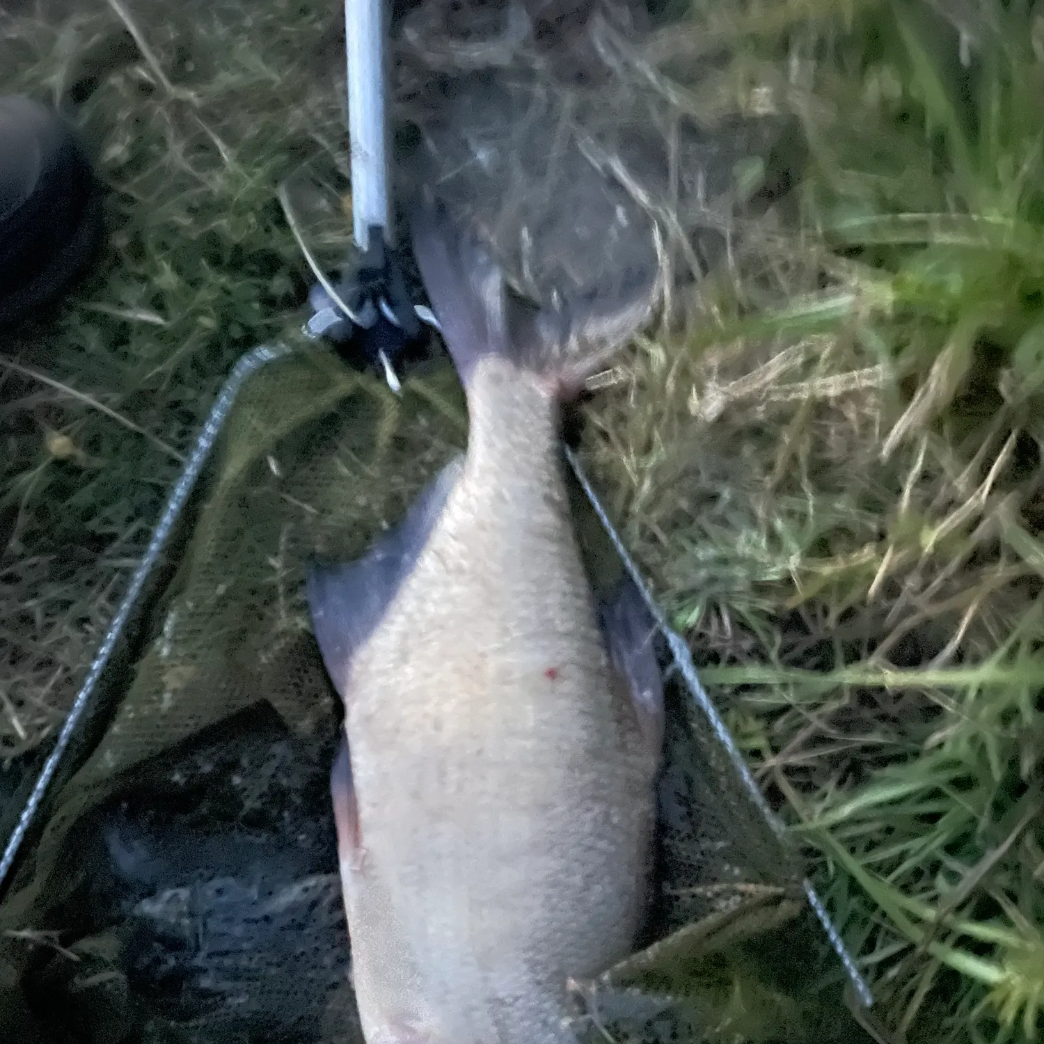 Common bream caught on Fishbrain