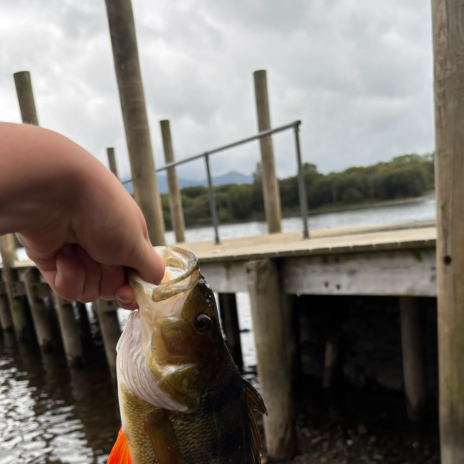 European perch caught on Fishbrain