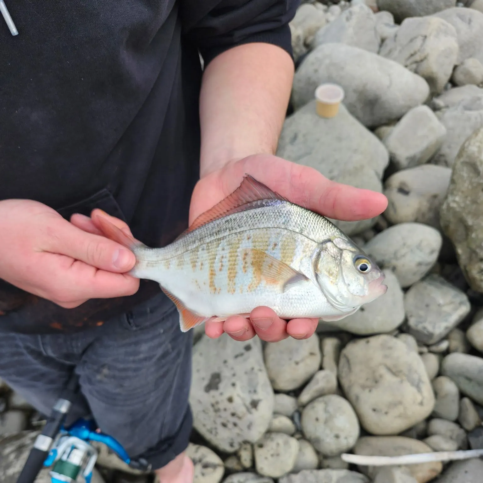The most recent Spottail seabream catches on Fishbrain
