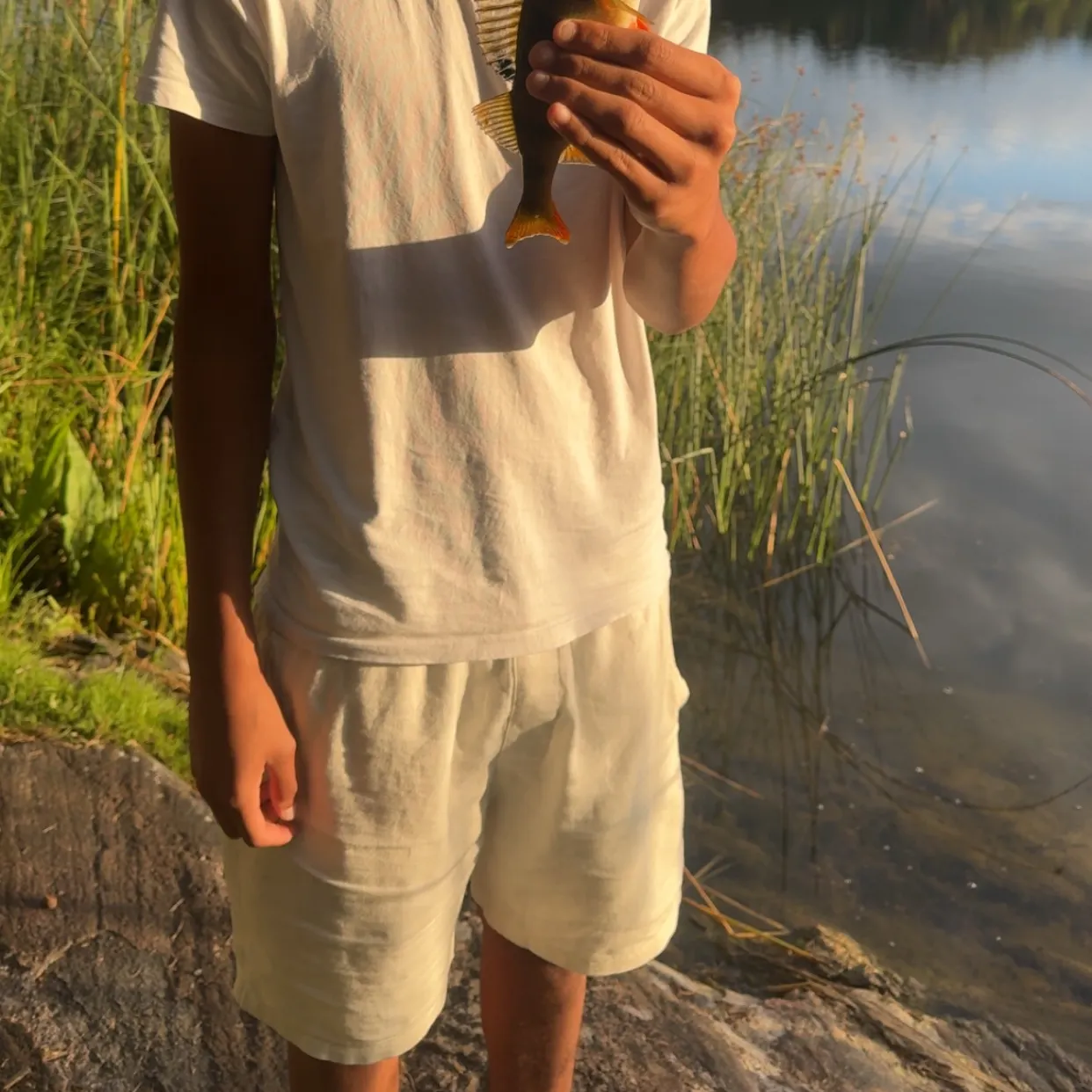 European perch caught on Fishbrain