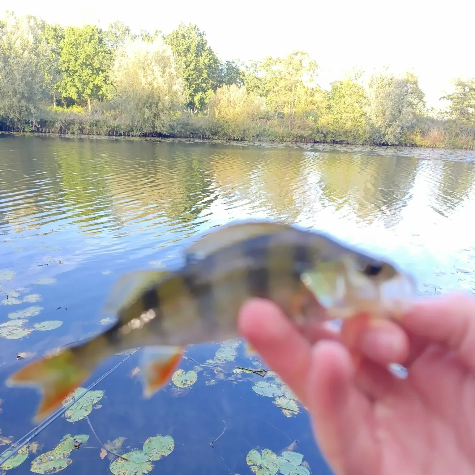 European perch caught on Fishbrain
