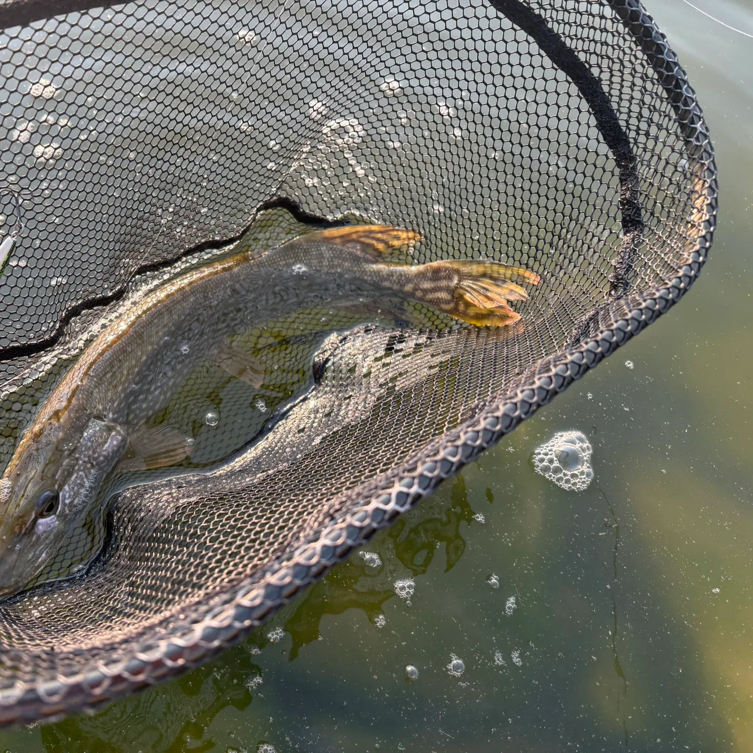 catch