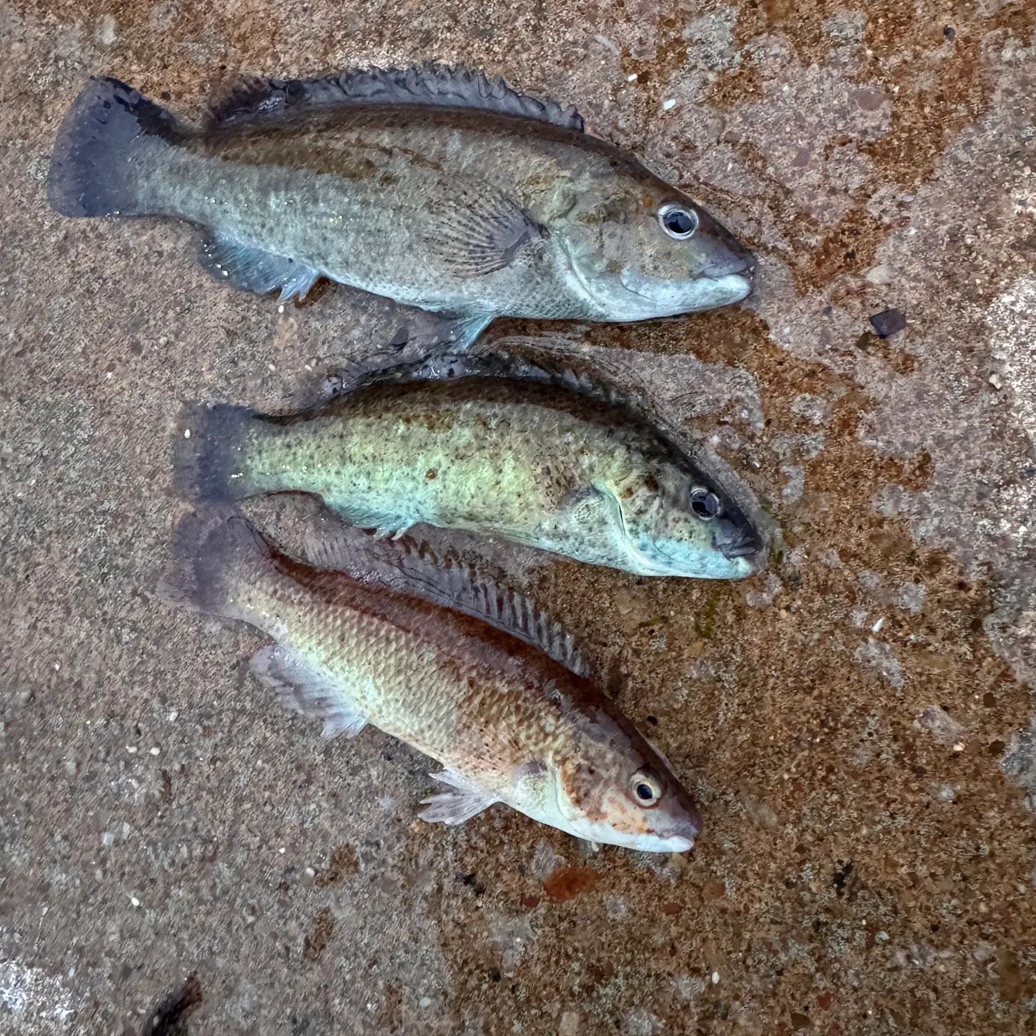 recently logged catches