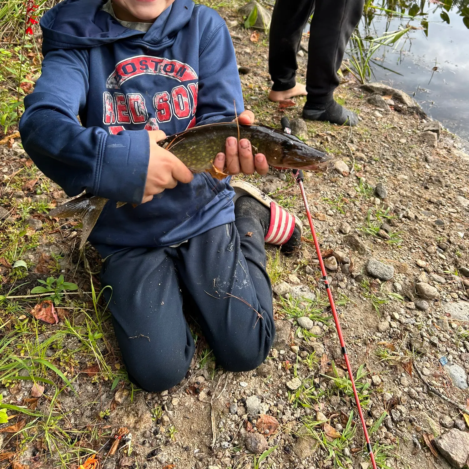 The most recent Chain pickerel catches on Fishbrain