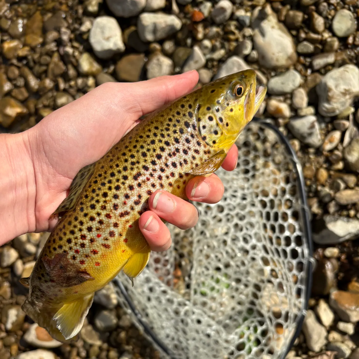 Brown trout caught on Fishbrain