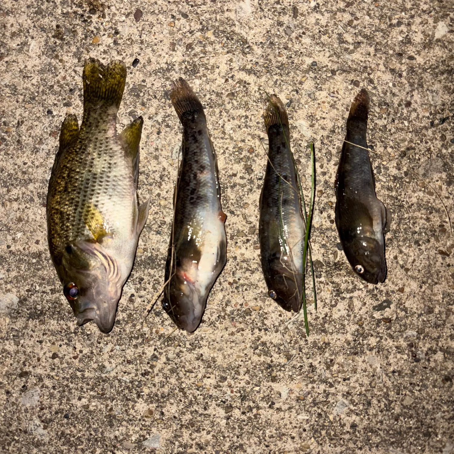 Rock bass caught on Fishbrain