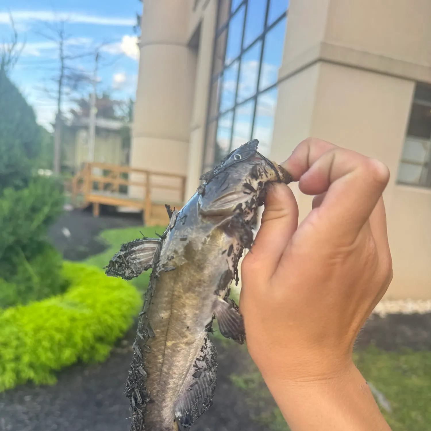 Channel catfish caught on Fishbrain