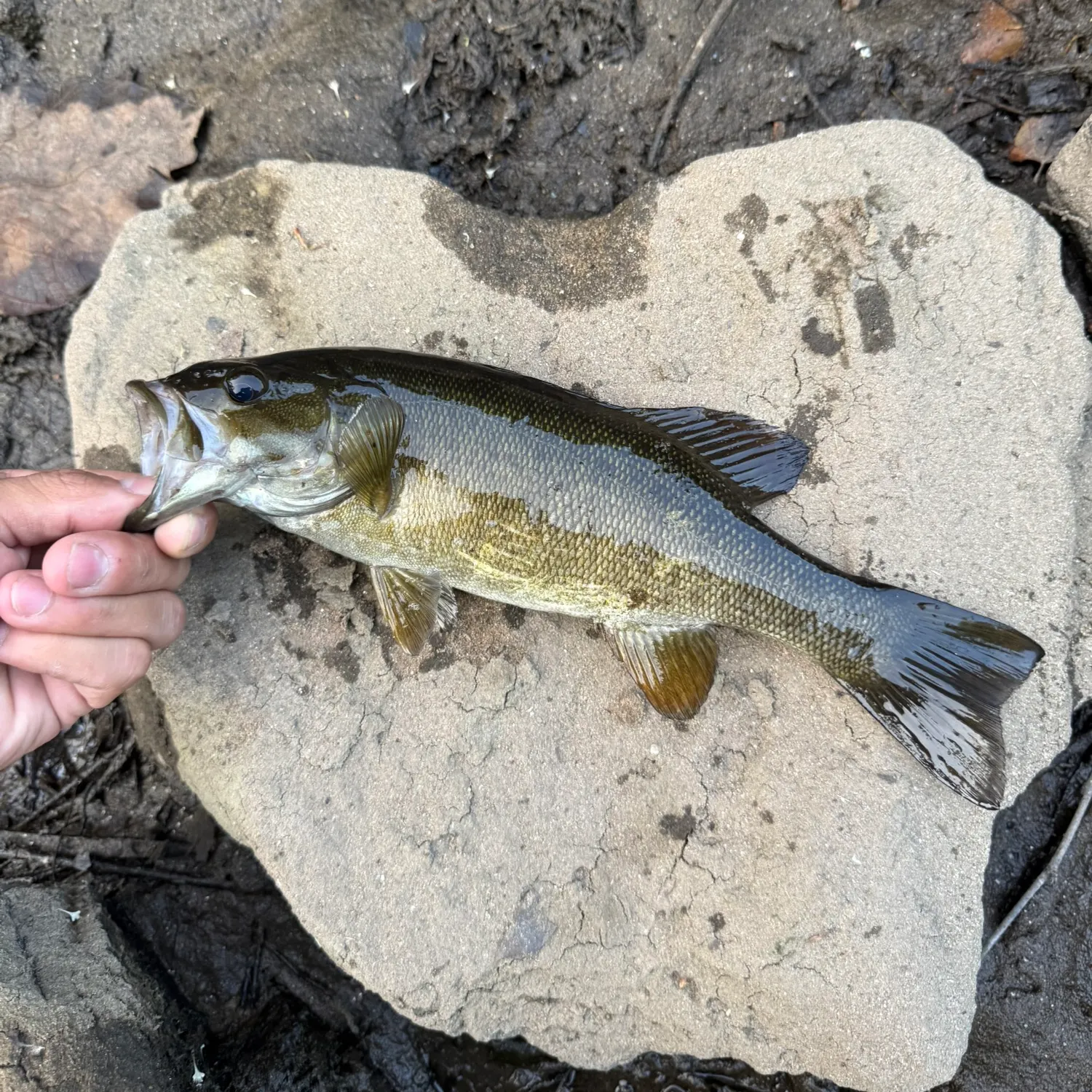 Smallmouth bass caught on Fishbrain