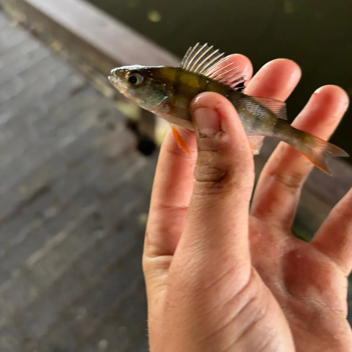 European perch caught on Fishbrain