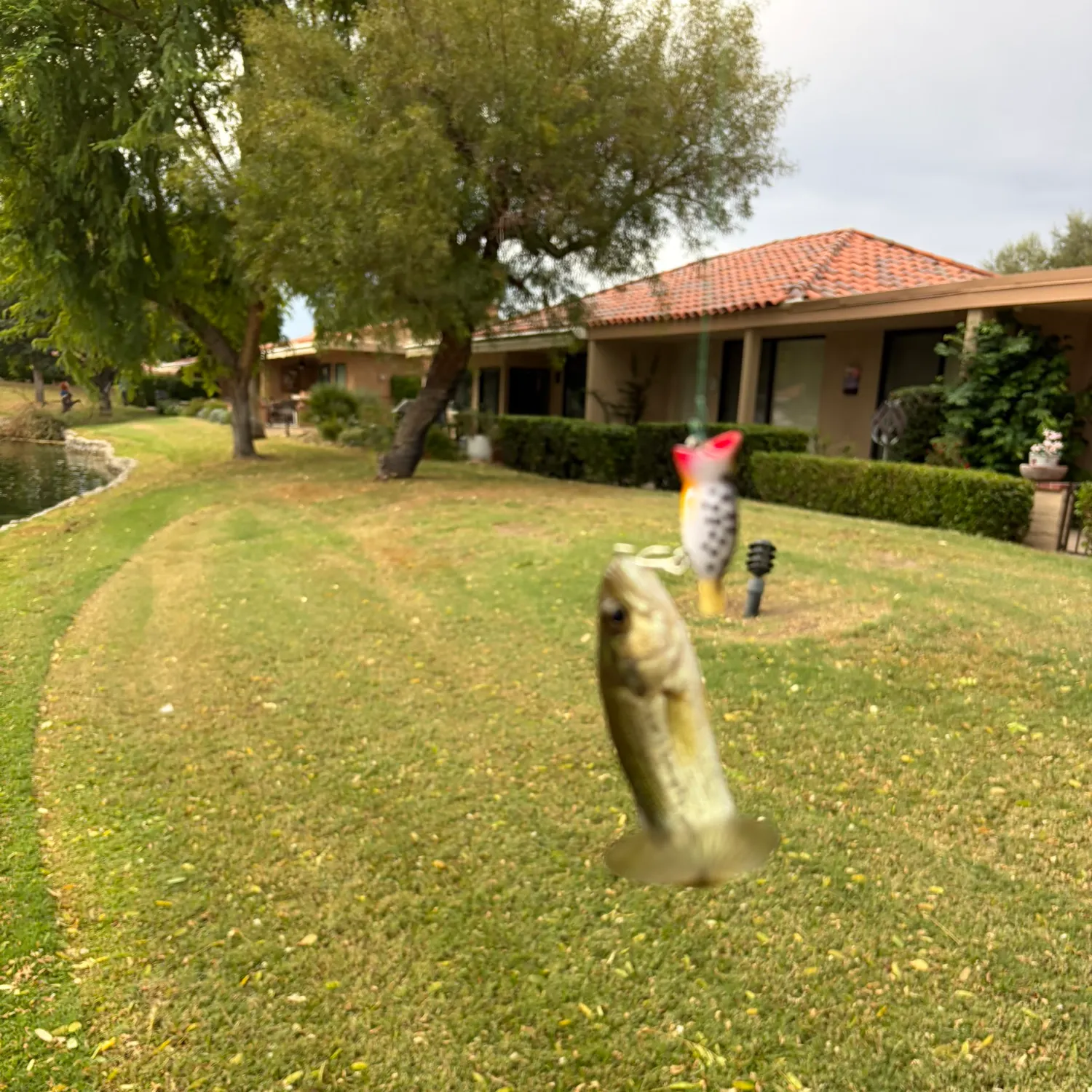 Fish caught on Fishbrain