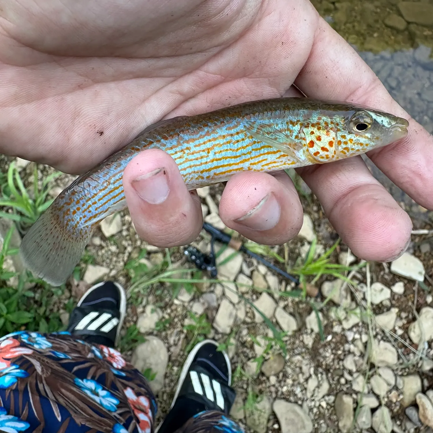The most recent Disjunct studfish catches on Fishbrain