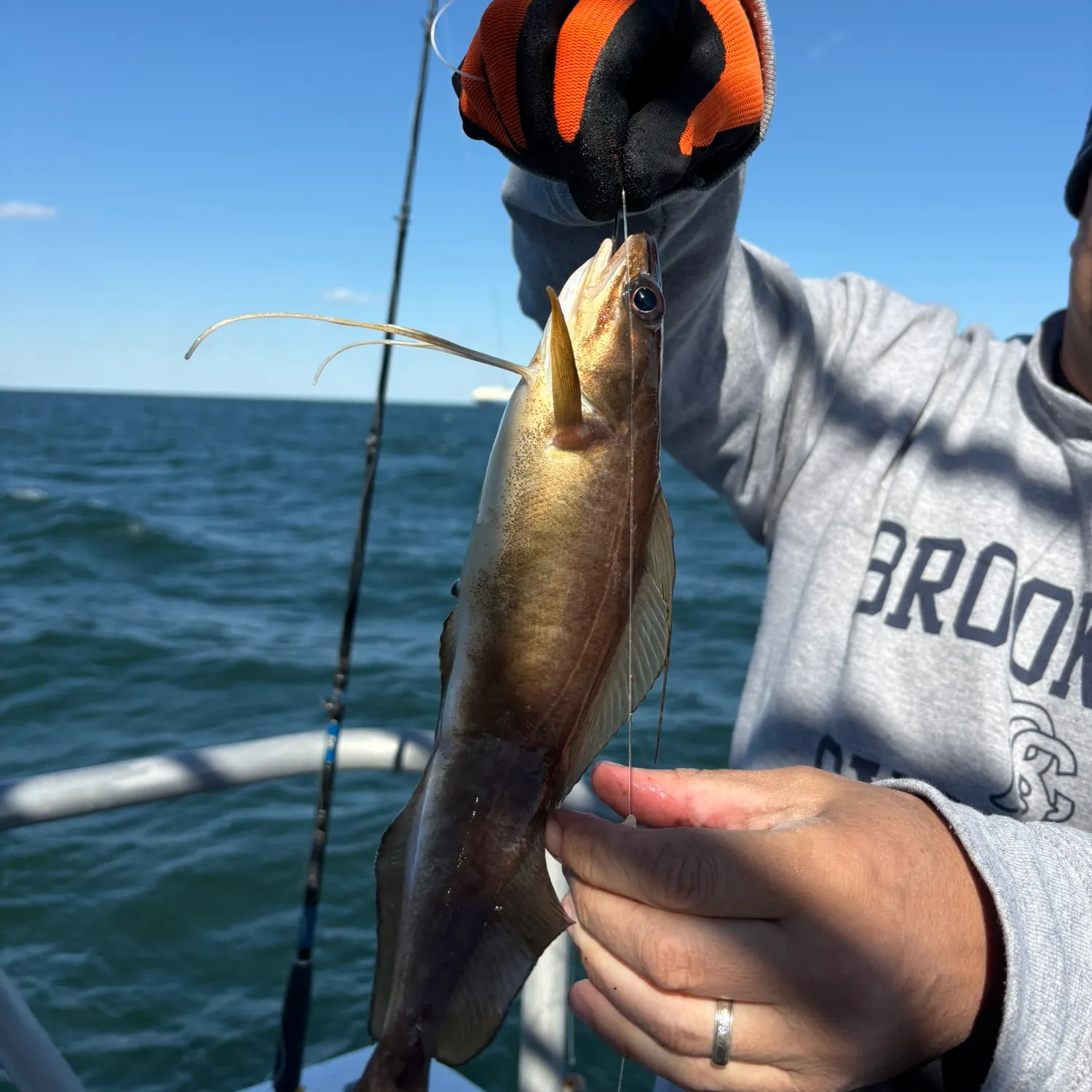 The most recent Red hake catches on Fishbrain