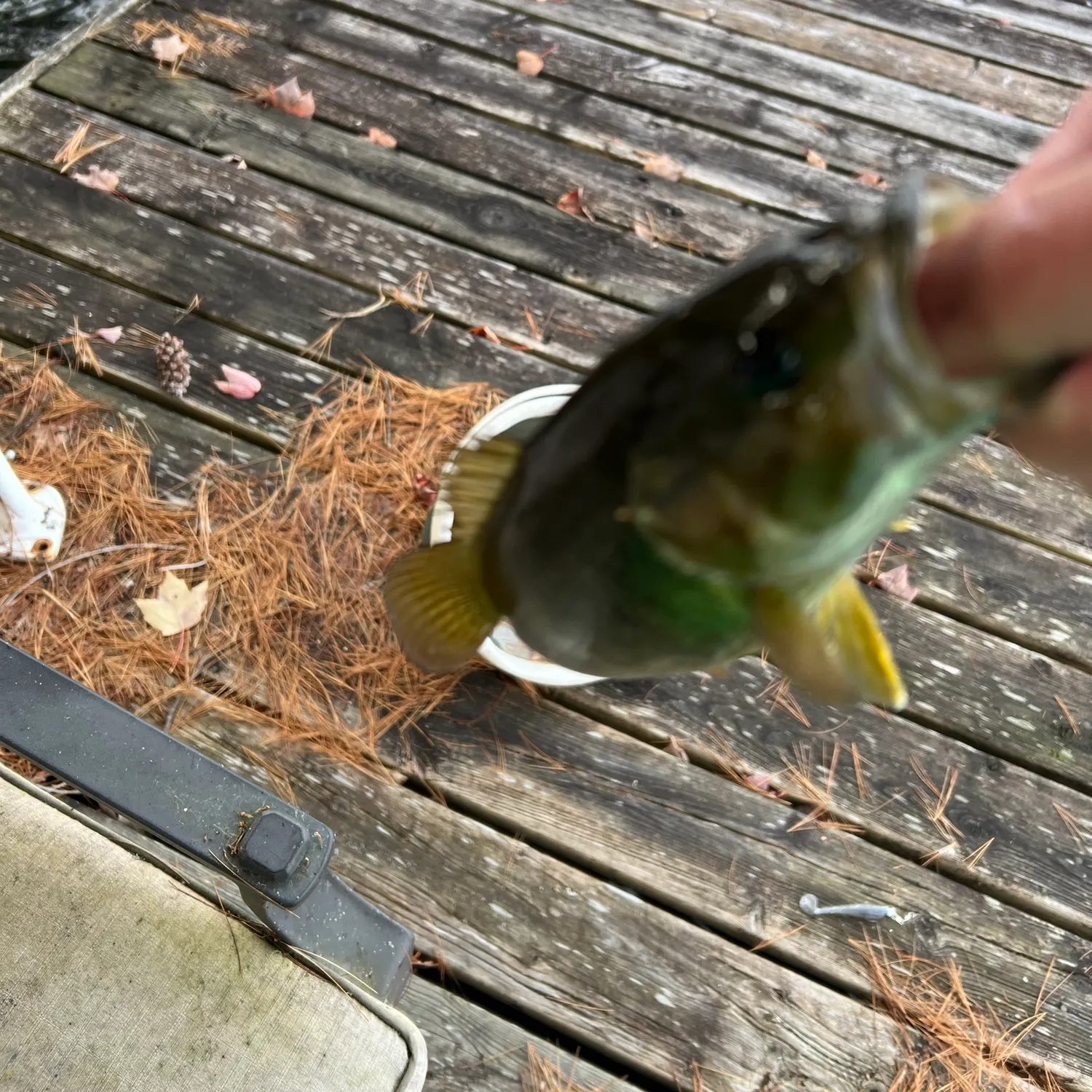 Smallmouth bass caught on Fishbrain