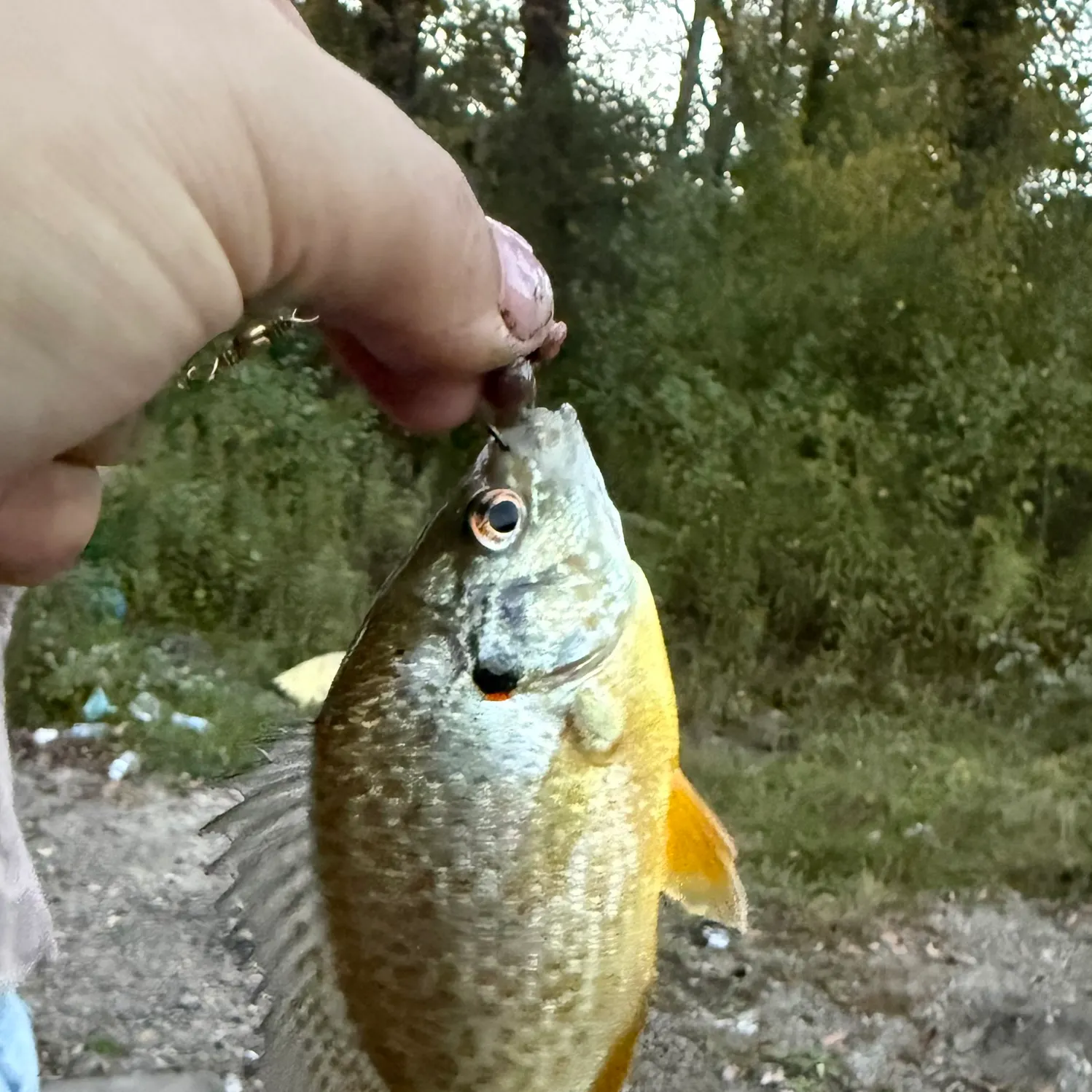 Bluegill caught on Fishbrain