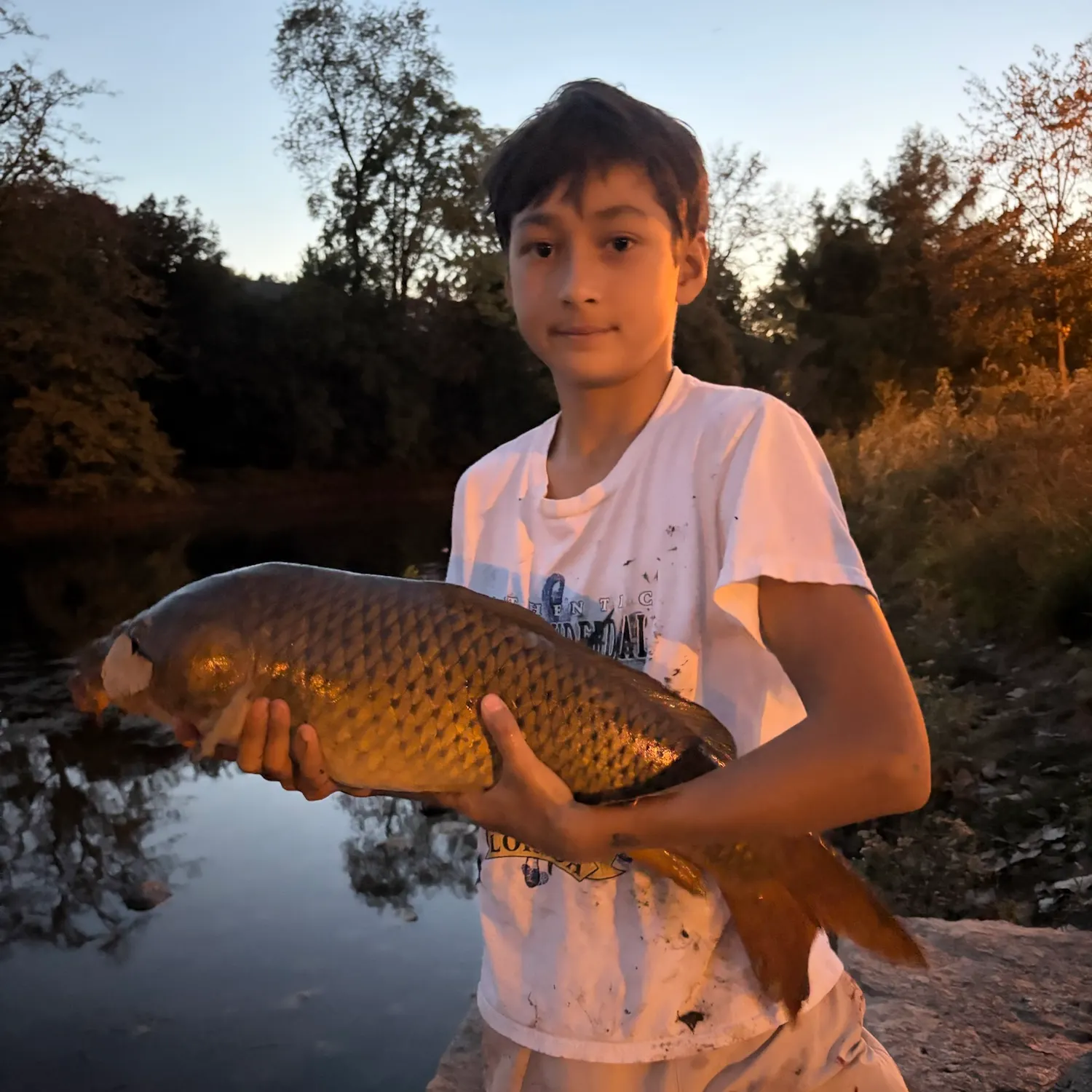 Common carp caught on Fishbrain