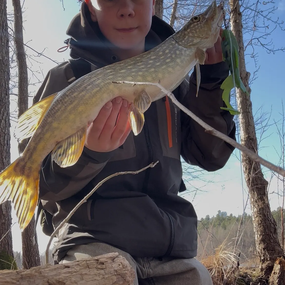 The most recent Northern pike catches on Fishbrain