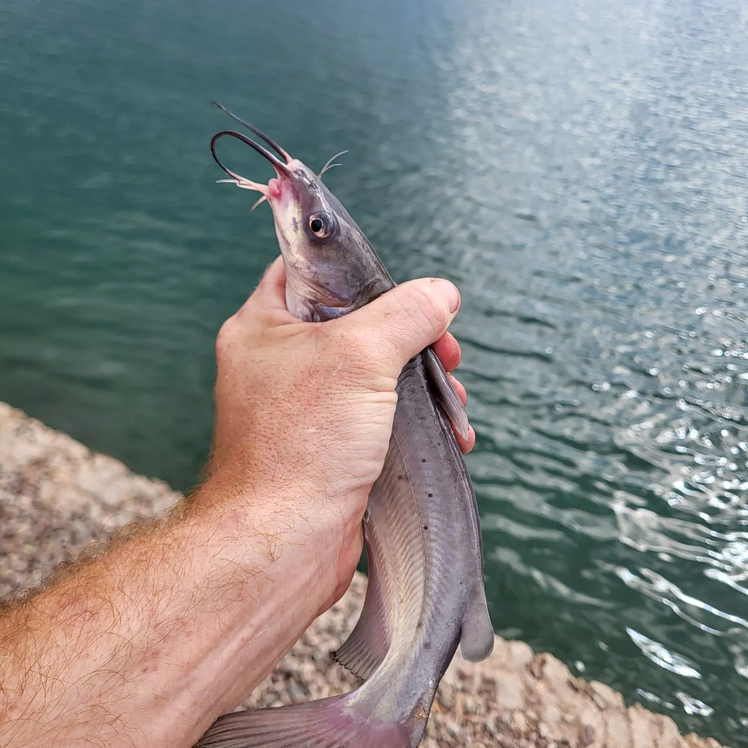 Channel catfish caught on Fishbrain
