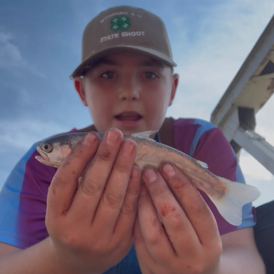 Rainbow trout caught on Fishbrain